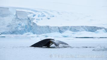 Antarctic humpback whale, raising its fluke (tail) before diving, Neko Harbor, Antarctica, Megaptera novaeangliae