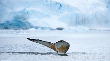 Antarctic humpback whale, raising its fluke (tail) before diving, Neko Harbor, Antarctica, Megaptera novaeangliae