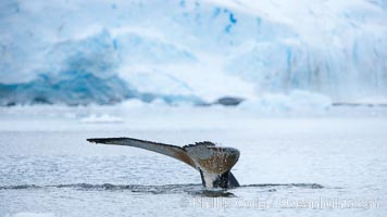 Antarctic humpback whale, raising its fluke (tail) before diving, Neko Harbor, Antarctica, Megaptera novaeangliae