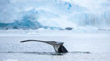 Antarctic humpback whale, raising its fluke (tail) before diving, Neko Harbor, Antarctica, Megaptera novaeangliae