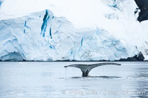 Antarctic humpback whale, raising its fluke (tail) before diving, Neko Harbor, Antarctica, Megaptera novaeangliae