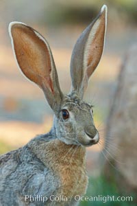 Antelope jackrabbit, Lepus alleni, Amado, Arizona