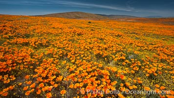 California poppies, wildflowers blooming in huge swaths of spring color in Antelope Valley, Eschscholtzia californica, Eschscholzia californica, Lancaster