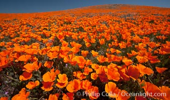 California poppies, hillside of brilliant orange color, Lancaster, CA, Eschscholtzia californica, Eschscholzia californica, Antelope Valley California Poppy Reserve SNR