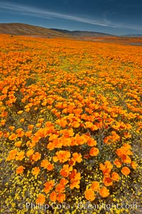 California poppies, wildflowers blooming in huge swaths of spring color in Antelope Valley, Eschscholtzia californica, Eschscholzia californica, Lancaster
