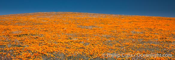 California poppies, hillside of brilliant orange color, Lancaster, CA, Eschscholtzia californica, Eschscholzia californica, Antelope Valley California Poppy Reserve SNR