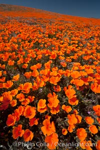 California poppies, hillside of brilliant orange color, Lancaster, CA, Eschscholtzia californica, Eschscholzia californica, Antelope Valley California Poppy Reserve SNR