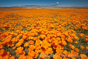 California poppies, wildflowers blooming in huge swaths of spring color in Antelope Valley, Eschscholtzia californica, Eschscholzia californica, Lancaster