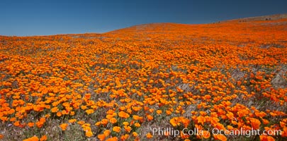 California poppies, hillside of brilliant orange color, Lancaster, CA, Eschscholtzia californica, Eschscholzia californica, Antelope Valley California Poppy Reserve SNR