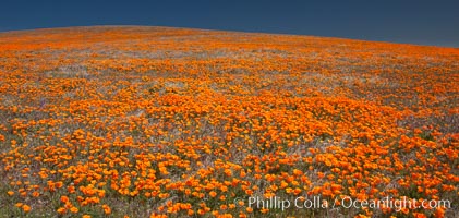 California poppies, hillside of brilliant orange color, Lancaster, CA, Eschscholtzia californica, Eschscholzia californica, Antelope Valley California Poppy Reserve SNR