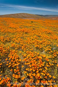 California poppies, wildflowers blooming in huge swaths of spring color in Antelope Valley, Eschscholtzia californica, Eschscholzia californica, Lancaster