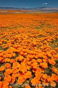 California poppies, wildflowers blooming in huge swaths of spring color in Antelope Valley, Eschscholtzia californica, Eschscholzia californica, Lancaster