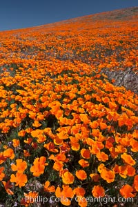 California poppies, hillside of brilliant orange color, Lancaster, CA, Eschscholtzia californica, Eschscholzia californica, Antelope Valley California Poppy Reserve SNR