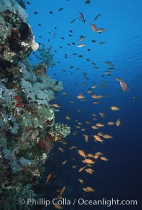 Anthias schooling over coral reef, Anthias, Pseudanthias, Egyptian Red Sea