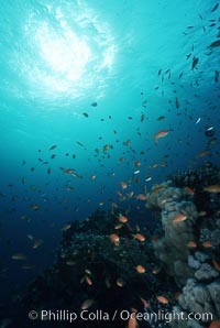 Anthias schooling over coral reef. Egyptian Red Sea, Anthias, Pseudanthias, natural history stock photograph, photo id 05249