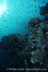 Anthias schooling over coral reef, Anthias, Pseudanthias, Egyptian Red Sea