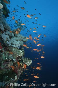 Anthias schooling over coral reef, Anthias, Pseudanthias, Egyptian Red Sea