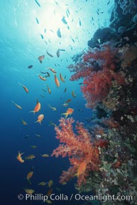 Anthias schooling over coral reef. Egyptian Red Sea, Anthias, Pseudanthias, natural history stock photograph, photo id 05253