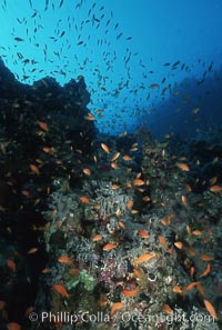 Anthias schooling over coral reef, Anthias, Pseudanthias, Egyptian Red Sea