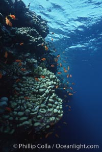 Anthias schooling over coral reef, Anthias, Pseudanthias, Egyptian Red Sea