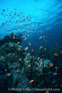 Anthias schooling over coral reef, Anthias, Pseudanthias, Egyptian Red Sea