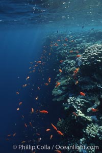 Anthias schooling over coral reef. Egyptian Red Sea, Anthias, Pseudanthias, natural history stock photograph, photo id 05259