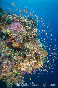 Anthias fairy basslet fish school over a Fijian coral reef, polarized and swimming together again a strong current. Fiji, Pseudanthias, Vatu I Ra Passage, Bligh Waters, Viti Levu  Island