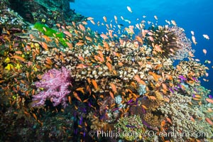 Anthias fairy basslet fish school over a Fijian coral reef, polarized and swimming together again a strong current. Fiji, Pseudanthias, Vatu I Ra Passage, Bligh Waters, Viti Levu  Island