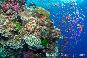 Anthias fairy basslet fish school over a Fijian coral reef, polarized and swimming together again a strong current. Fiji, Pseudanthias, Vatu I Ra Passage, Bligh Waters, Viti Levu  Island