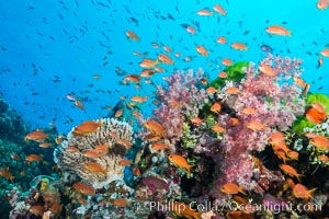 Anthias fairy basslet fish school over a Fijian coral reef, polarized and swimming together again a strong current. Fiji, Dendronephthya, Pseudanthias