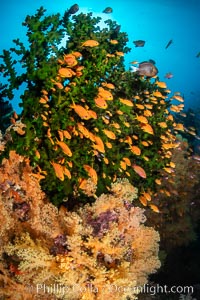 Anthias fish school around green fan coral, Fiji, Pseudanthias