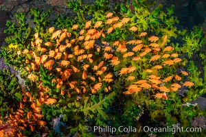 Anthias fish school around green fan coral, Fiji, Pseudanthias, Bligh Waters
