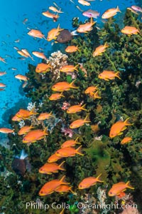 Anthias fish school around green fan coral, Fiji