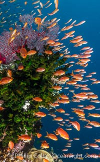 Anthias fish school around green fan coral, Fiji, Pseudanthias, Bligh Waters