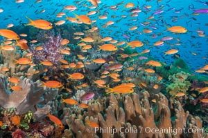 Brilliantly colored orange and pink anthias fishes, schooling in strong ocean currents next to the coral reef which is their home. Fiji