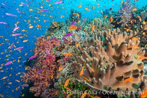 Brilliantly colored orange and pink anthias fishes, schooling in strong ocean currents next to the coral reef which is their home. Fiji, Pseudanthias, Bligh Waters