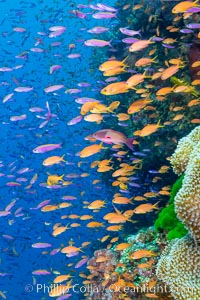 Brilliantly colored orange and pink anthias fishes, schooling in strong ocean currents next to the coral reef which is their home. Fiji, Pseudanthias, Bligh Waters