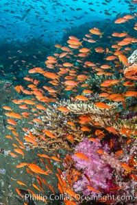 Brilliantly colored orange and pink anthias fishes, schooling in strong ocean currents next to the coral reef which is their home. Fiji, Pseudanthias, Bligh Waters