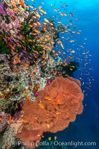 Brilliantly colored orange and pink anthias fishes, schooling in strong ocean currents next to the coral reef which is their home. Fiji, Pseudanthias, Bligh Waters