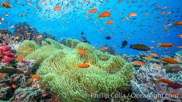 Brilliantly colored orange and pink anthias fishes, schooling in strong ocean currents next to the coral reef which is their home. Fiji, Pseudanthias, Bligh Waters