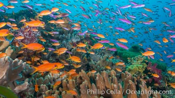 Brilliantly colored orange and pink anthias fishes, schooling in strong ocean currents next to the coral reef which is their home. Fiji, Pseudanthias, Bligh Waters