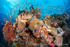 Anthias fishes school in strong currents above hard and soft corals on a Fijian coral reef, Fiji. Bligh Waters, Pseudanthias, natural history stock photograph, photo id 34719