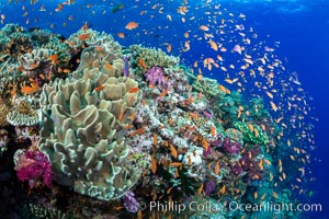 Anthias fishes school in strong currents above hard and soft corals on a Fijian coral reef, Fiji