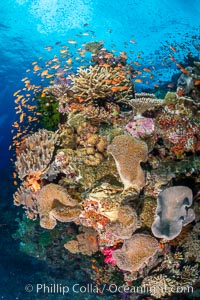 Anthias fishes school in strong currents above hard and soft corals on a Fijian coral reef, Fiji, Pseudanthias, Bligh Waters