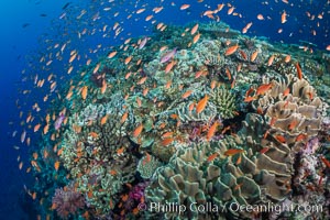 Anthias fishes school in strong currents above hard and soft corals on a Fijian coral reef, Fiji, Pseudanthias, Bligh Waters