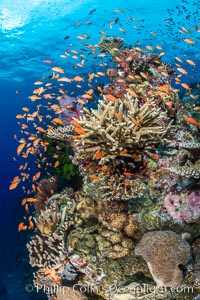 Anthias fishes school in strong currents above hard and soft corals on a Fijian coral reef, Fiji, Pseudanthias, Bligh Waters