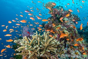 Anthias fishes school in strong currents above hard and soft corals on a Fijian coral reef, Fiji, Pseudanthias, Bligh Waters