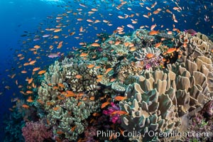 Anthias fishes school in strong currents above hard and soft corals on a Fijian coral reef, Fiji, Pseudanthias, Bligh Waters