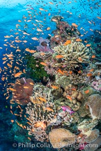 Anthias fishes school in strong currents above hard and soft corals on a Fijian coral reef, Fiji. Bligh Waters, Pseudanthias, natural history stock photograph, photo id 34988