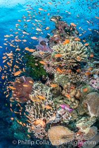 Anthias fishes school in strong currents above hard and soft corals on a Fijian coral reef, Fiji, Pseudanthias, Bligh Waters